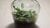 what is a terrarium?