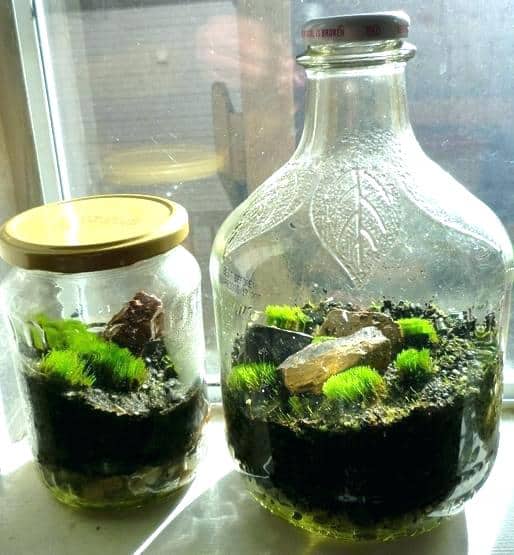 LOVIVER Vaso Di Vetro Per Terrario - Bottiglia Per Micro Paesaggio, Fiore E Piante Grasse - Contenitore Decorativo Per Casa, Ufficio, Camera Da Letto