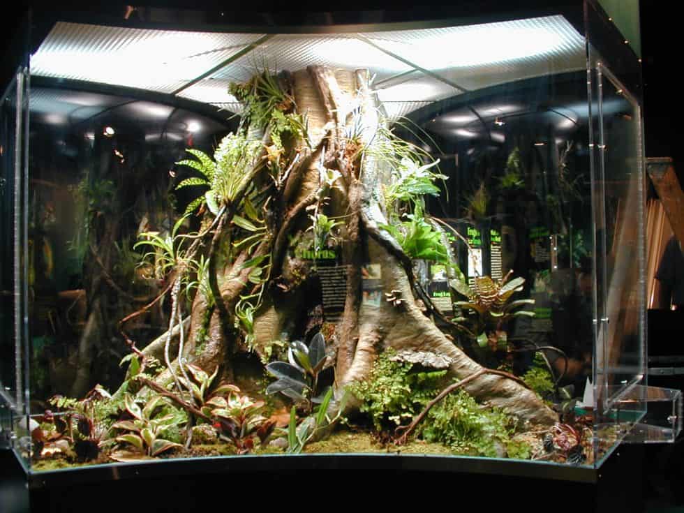 5 Exotic Terrarium Plants Everyone Will Be Envious Of SelfSustaining